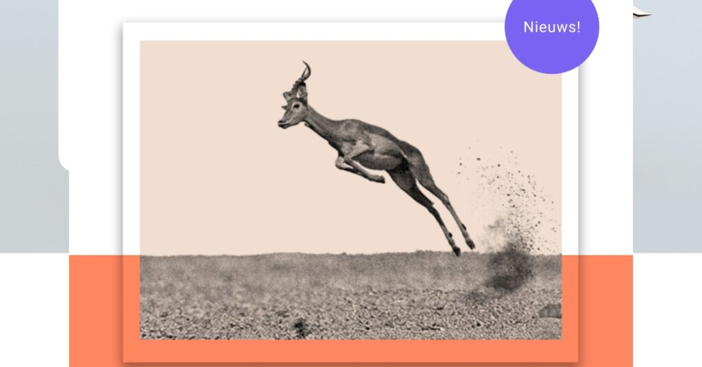 Gazelle.-jpg