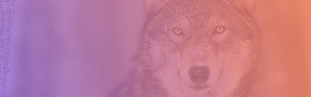 HR2day-Wolf-Release