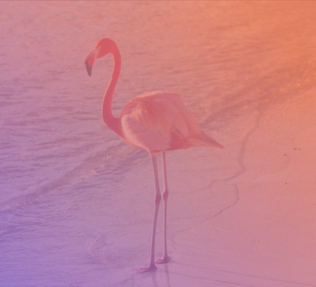 HR2day_Flamingo_gradient