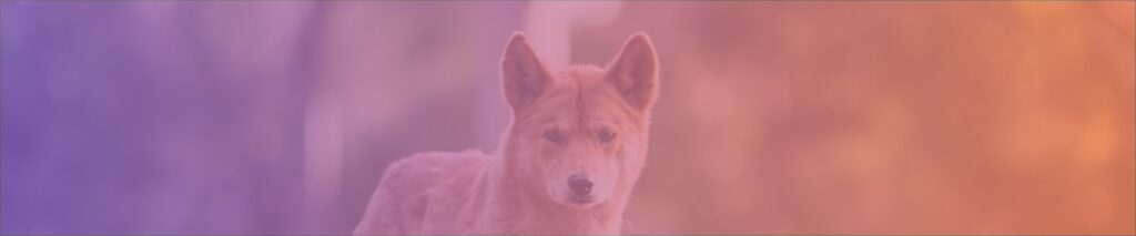 dingo-header release